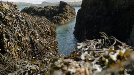 The-turquoise-waters-of-an-Ocean-swell-steadily-rise-and-fall-in-a-small-gap-in-rocks-on-the-edge-of-a-sea-cliff-covered-in-bladder-wrack-seaweed