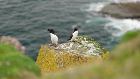 A-razorbills-flys-in-from-the-sea-to-land-next-to-another-razorbill-which-is-sitting-on-a-cliff-in-a-seabird-colony-with-the-turquoise-ocean-in-the-background-on-Handa-Island,-Scotland