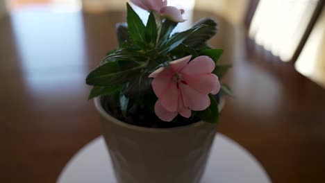 Potted-impatiens-flower-turning-for-a-full-view
