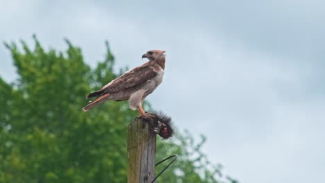 A-red-tailed-hawk-sitting-on-a-telephone-pole-eating-a-black-squirrel-in-an-urban-downtown-area-with-a-tree-behind-it-in-the-summer