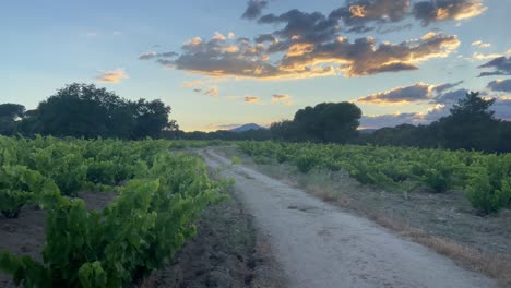 Panning-side-view-of-a-vineyard-in-Madrid-at-sunset