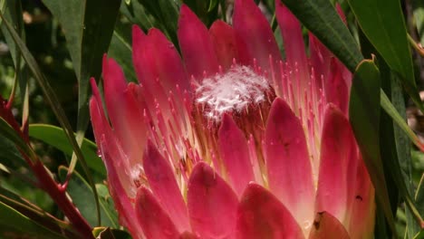 Botanischer-Garten-Kirstenbosch,-Kapstadt