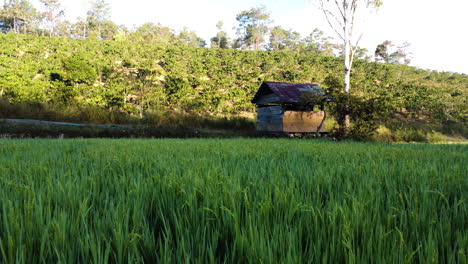 Low-aerial-dolly-left-over-rice-field-in-rural-Vietnam-in-golden-hour