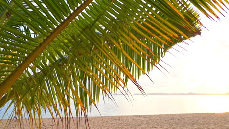 Palm-branch-close-up-view-and-calm-tranquil-islands-beach-at-golden-sunset