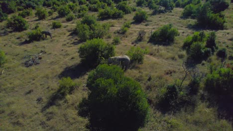 Elefantes-Africanos-Salvajes-Pastando-En-El-Parque-Nacional-De-Conservación,-Antena