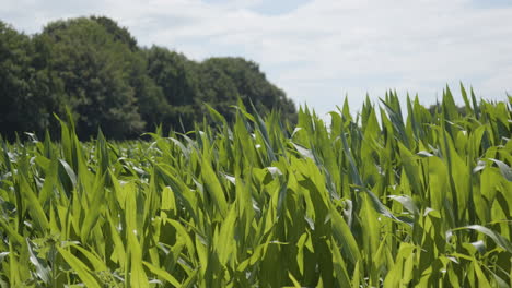 Statische-Ansicht-Der-Maispflanzen,-Die-Sich-In-Zeitlupe-Im-Wind-Bewegen