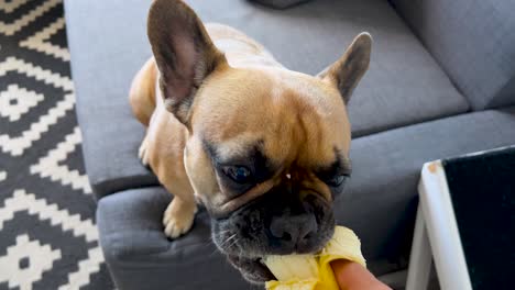 Zeitlupenaufnahme-Eines-Menschen,-Der-Französische-Bulldogge-Mit-Banane-Füttert,-Nahaufnahme