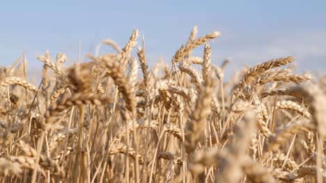 Ripe-wheat-in-a-windless-field-against-blue-sky