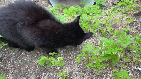 Close-up-shot-of-a-black-domestic-cat-eating-a-rodent-outdoors-among-green-plants