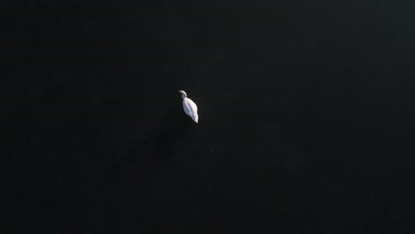 White-swan-on-a-deep,-dark-lake-swimming-away-slowly-and-looking-up-nervously