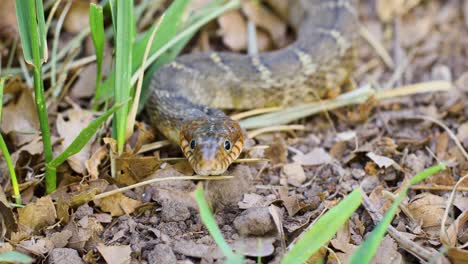 Closeup-static-video-of-a-Plain-Bellied-Water-Snake