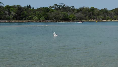 Pelicans-floating-on-sea-water-of-Noosa-Heads,-Queensland-in-Australia