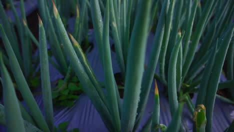 Close-up-shot-of-Scallion-plant-on-the-vegetable-plantation-on-the-slope-of-moutain