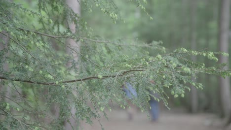 tree-branch-close-up-with-hikers-in-background