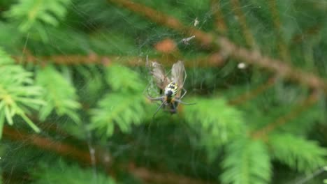 Nahaufnahme-Einer-Spinne,-Die-Sich-Von-Ihrer-Verwickelten-Beute-Ernährt