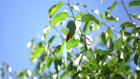 Bird-repellent-reflector-strip-on-fruit-tree-branch-to-prevent-animals