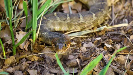 Closeup-static-video-of-an-adult-Plain-Bellied-Water-Snake