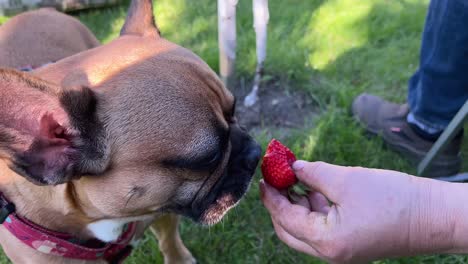 Face-close-up-of-french-bulldog-eating-a-strawberry-from-the-senior-man's-hand---slow-motion