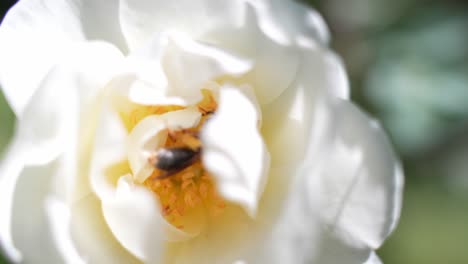 Macro-close-up-of-bee-sucking-nectar-inside-Burnet-white-rose,-sunny-day