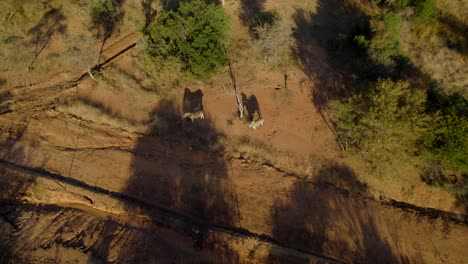 Zebras-Casting-Shadows-On-African-Savanna-Safari-Reserve-Trail,-Aerial