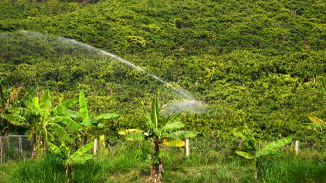 Statische-Ansicht-Eines-Bewässerungsstrahls-In-Einem-Feld-Mit-Kaffee--Und-Bananenbäumen