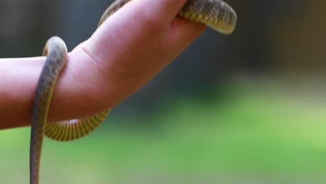 Closeup-static-video-of-a-Plain-Bellied-Water-Snake-in-a-boys-hands