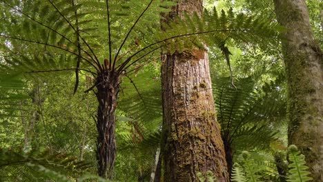 Deslizador-De-Primer-Plano,-Arbusto-Nativo-De-Nueva-Zelanda,-Fiordland