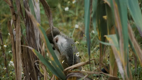 Static-shot-of-squirrel-monkey-Costa-Rica-stands-with-hands-on-its-knees-looking-for-something-in-a-grass