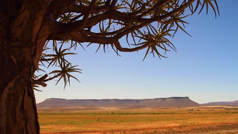 Quiver-tree-of-the-Northern-Cape,-South-Africa