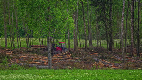 Shot-of-forest-harvester-during-sawing-tree-trunks-in-a-forest-while-clearing-forest-floor-at-daytime