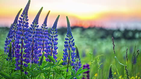 Blaue-Lupinen-Wildblumen-Im-Vordergrund,-Während-Der-Sonnenaufgang-Den-Hintergrund-Beleuchtet-–-Zeitraffer