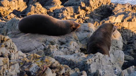 A-couple-of-New-Zealand-fur-seals-kekeno-on-the-rocky-shoreline,-one-resting,-one-walking-to-the-ocean,-on-the-South-Coast-of-Wellington,-New-Zealand-Aotearoa