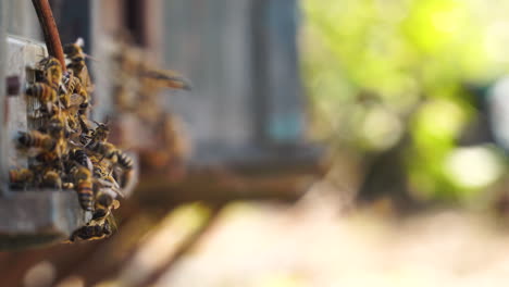 Nahaufnahme-Von-Bienen,-Die-Frischen,-Gesunden-Bio-Naturhonig-Produzieren,-Verschwommener-Hintergrund-Beim-Eintritt-In-Die-Wabe-Vor-Der-Ernte