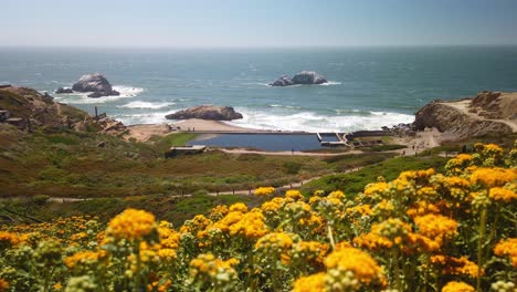 Static-shot-racking-focus-from-golden-wildflowers-in-the-foreground-to-the-ruins-of-the-Sutro-Baths-at-Land's-End-in-the-background