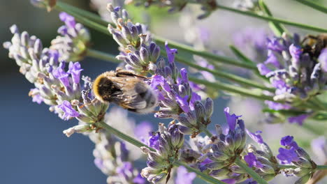 Very-close-up-shot-of-lavender-flowers-with-bumblebees