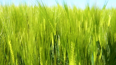 Close-up-shot-of-young-green-wheat-field-on-spring-summer-field-on-a-bright-sunny-day