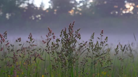 Peaceful-morning-field-mist-with-Dactylis-glomerata-plant-on-foreground