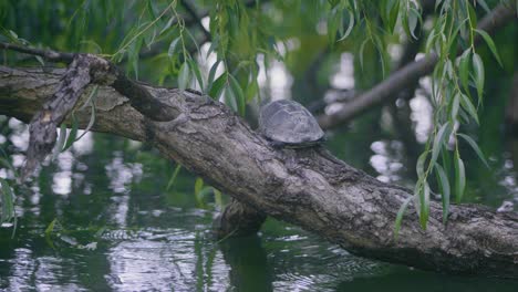 Static-wide-shot-with-a-turtle-seen-from-the-back,-sitting-on-a-willow-over-a-green-lake
