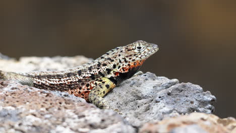 Close-Up-View-Of-Galápagos-lava-lizard-Perched-On-Rock-Basking-In-The-Sun