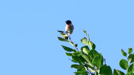 Beautiful-European-stonechat-balancing-in-the-wind-on-top-of-a-green-tree-branch-while-looking-around