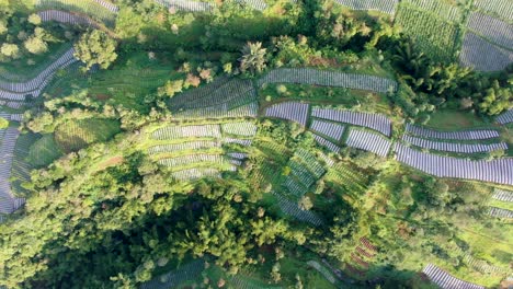Serene-terraced-leek-plantation-on-Mount-Merapi-volcano-slope,-Indonesia,-aerial-top-down