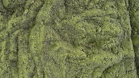 Texturen-Und-Muster-Im-Wollfransenmoos,-Das-Das-Lavafeld-Eldhraun,-Laki-Gebiet,-Skaftafell-Nationalpark,-Island-Bedeckt