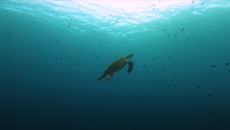 Meeresschildkröte-Schwimmt-Mit-Einem-Fischschwarm-Unter-Wasser-In-Zeitlupe