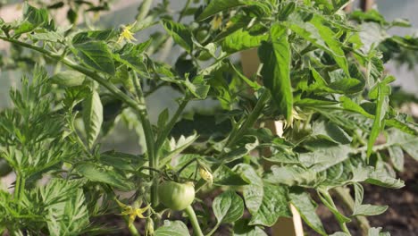 Tomato-plants-in-greenhouse-Green-tomatoes-plantation