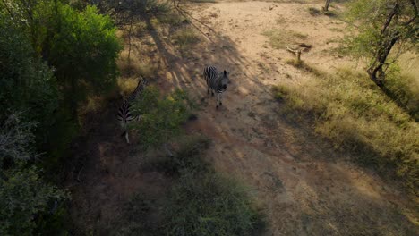Aerial-shot-of-two-zebras-in-the-jungle
