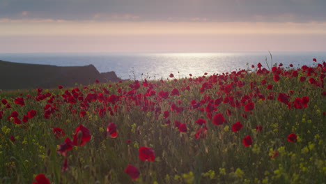 Cornish-Field-With-Wildflower-Poppy-In-Full-Bloom-At-Springtime-In-West-Pentire,-England