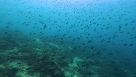 Schwimmende-Fischschwarm-Korallenriffe-Blaues-Meerwasser-Unterwasseraufnahme-Schwenk-Rechts-Zeitlupe