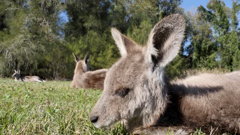 Einzigartige-Nahaufnahme-Eines-Babykängurus,-Das-Auf-Einer-Wiese-In-Der-Nähe-Einer-Gruppe-Erwachsener-Kängurus-In-Australien-Ruht