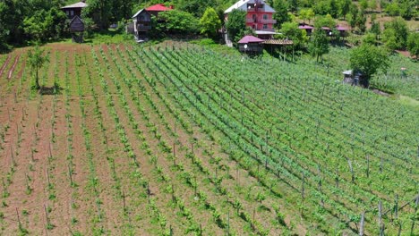 Vineyard-Plantation-In-Mountain-Valley