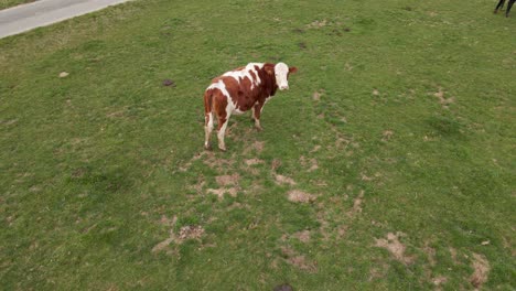 Brown-spotted-heifer-standing-in-a-field-motionless-and-confused-by-the-camera-drone
